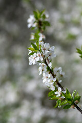 flowering tree