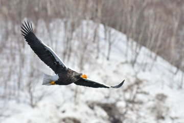 冬に知床半島や根室で見られる美しく、勇猛な空の王者、オオワシ