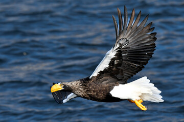 冬に知床半島や根室で見られる美しく、勇猛な空の王者、オオワシ