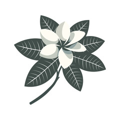 Fototapeta premium Flat Vector Frangipani Flower with Dark Leaves and White Petals
