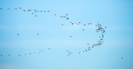 A flock of birds flies in the blue sky. Awakening of nature in spring, free flight. A flock of small birds in flight against a blue sky with clouds.