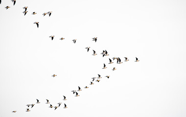 Flock of flying birds on white background isolated. Large flock of wild birds.