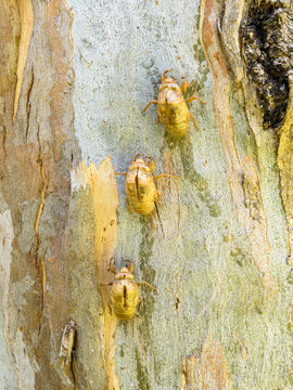Close up of cicada shells glowing gold against the colourful patterned trunk of a eucalypt tree