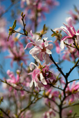 flowering tree