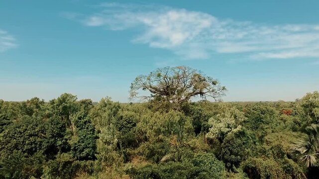 Vue a&eacute;rienne d&rsquo;un drone survolant la canop&eacute;e tropicale en pleine journ&eacute;e, s&rsquo;&eacute;levant vers un majestueux fromager g&eacute;ant dominant la for&ecirc;t luxuriante de Casamance
