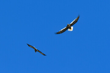 冬に知床半島や根室で見られる美しく、勇猛な空の王者、オオワシ