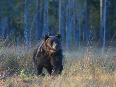 Large wild brown bear standing in autumn forest, Karelia, Finland, surrounded by trees and grass