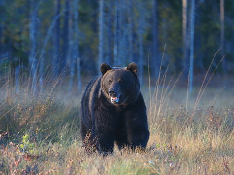 Large wild brown bear standing in autumn forest, Karelia, Finland, surrounded by trees and grass