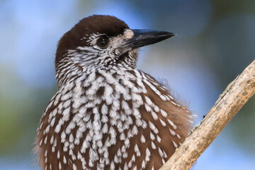 one nutcracker bird in the swiss mountains