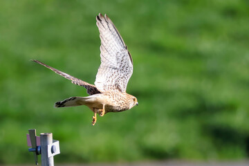 a kestrel in flight