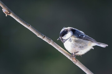 coal tit on a small twig