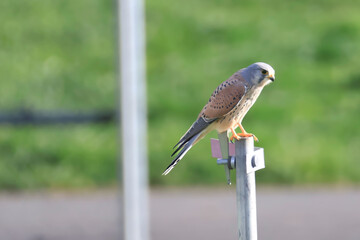 a kestrel on a scaffolding