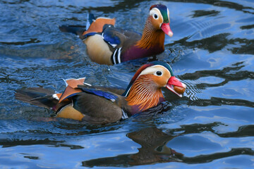 冬に公園や川で見られるとても美しい日本の野鳥、光り輝くオレンジの羽を持つオシドリ