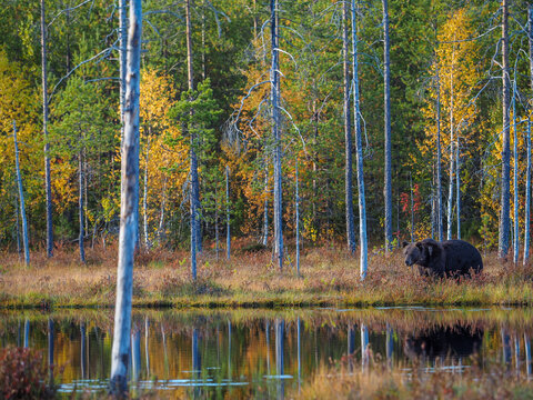 Brown bear stands by forest lake in colorful autumn scenery, Karelia, Finland, with clear reflection in water