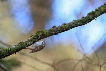 treecreeper on a branch