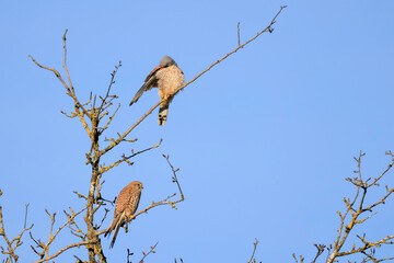 two kestrels sit on a tree