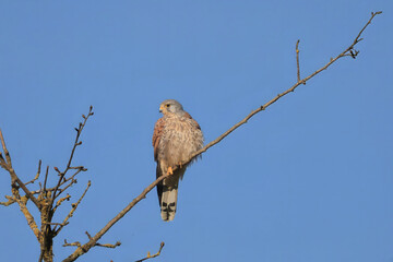 a kestrel sits on the branch of a tree