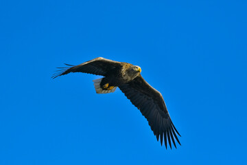 冬に北海道の知床半島や釧路湿原で見られる大きな猛禽の仲間、勇敢で格好良いオジロワシ