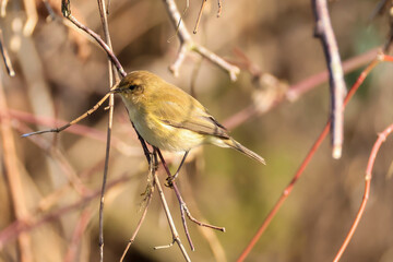 chiffchaff on a small branch