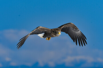 冬に北海道の知床半島や釧路湿原で見られる大きな猛禽の仲間、勇敢で格好良いオジロワシ