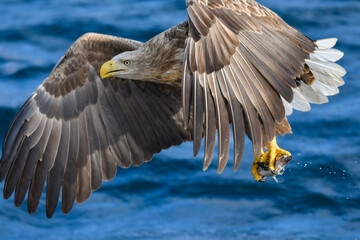 冬に北海道の知床半島や釧路湿原で見られる大きな猛禽の仲間、勇敢で格好良いオジロワシ