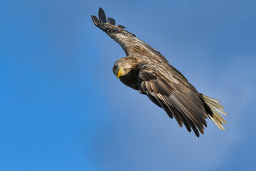 冬に北海道の知床半島や釧路湿原で見られる大きな猛禽の仲間、勇敢で格好良いオジロワシ
