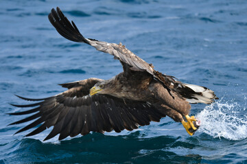 冬に北海道の知床半島や釧路湿原で見られる大きな猛禽、勇敢で格好良い空の王者オジロワシ
