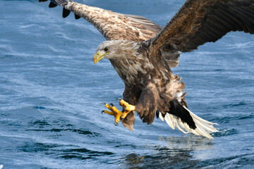 冬に北海道の知床半島や釧路湿原で見られる大きな猛禽、勇敢で格好良い空の王者オジロワシ