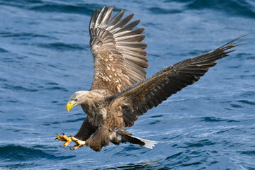 冬に北海道の知床半島や釧路湿原で見られる大きな猛禽、勇敢で格好良い空の王者オジロワシ