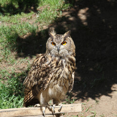 A close-up of an eagle owl in natural light.