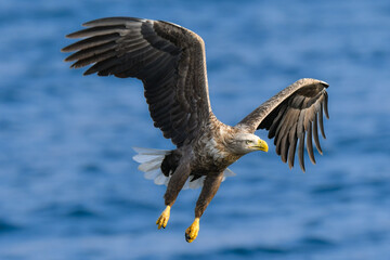 冬に北海道の知床半島や釧路湿原で見られる大きな猛禽、勇敢で格好良い空の王者オジロワシ