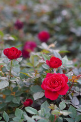 beautiful red roses in the rose garden background, nature, valentine, love, copy space
