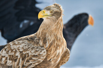 冬に北海道の知床半島や釧路湿原で見られる大きな猛禽、勇敢で格好良い空の王者オジロワシ