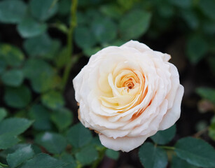 beautiful yellow and cream blooms in the roses flower garden, blur green leaves background, fashion, nature, love, valentine, copy space