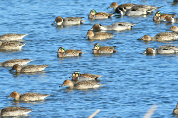 冬から春に公園の池や湖に群れで出会える美しいかわいい野鳥、トモエガモ