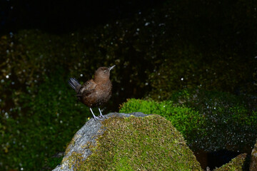 川や山で見られる冬から初夏に見られるかわいい野鳥、カワガラス