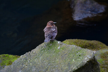 川や山で見られる冬から初夏に見られるかわいい野鳥、カワガラス