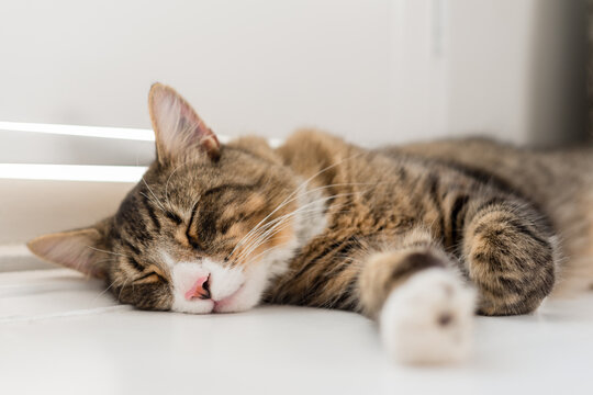 sleep tabby cat