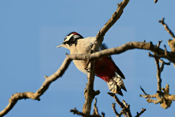 great spotted woodpecker on a branch