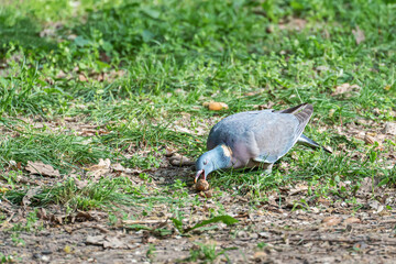 A wood pigeon (Columba palumbus) sitting on the grass with its eyes closed and looking very pleased because it has found its favorite food - an acorn.