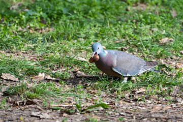 A wood pigeon (Columba palumbus) with an acorn in its wide-open beak stands on the grass in spring.