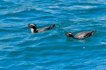 Naklejka premium 宮崎や伊豆諸島等、日本近海の海でしか見られない冠羽が特徴の天然記念物の海鳥、カンムリウミスズメ