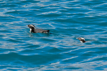 Obraz premium 宮崎や伊豆諸島等、日本近海の海でしか見られない冠羽が特徴の天然記念物の海鳥、カンムリウミスズメ