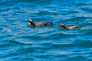 Fototapeta premium 宮崎や伊豆諸島等、日本近海の海でしか見られない冠羽が特徴の天然記念物の海鳥、カンムリウミスズメ