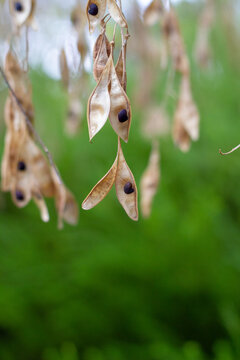Black seed in pod