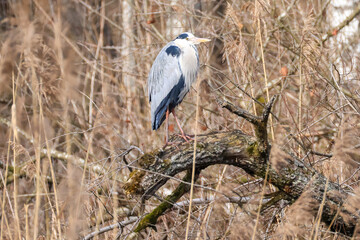 a grey heron on a tree in reed