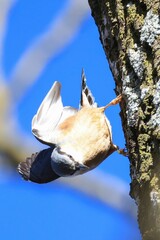 a nuthatch on a tree