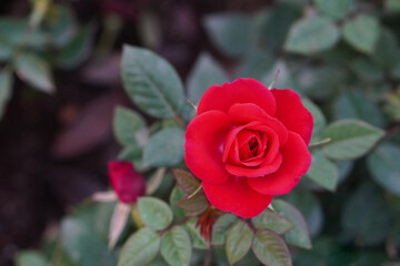 top view closeup large red rose bud in the rose garden, blur nature background, love, valentine, religion, decor, copy space
