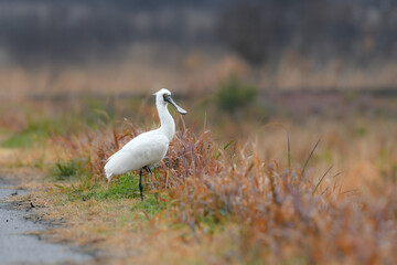 冬に九州の水辺でよく見られる絶滅危惧種の珍しい鳥、冬鳥のクロツラヘラサギ