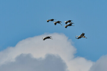 冬に九州の出水で見られる美しい渡り鳥、ツルの仲間のクロヅル